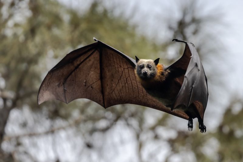 Bat Removal Service