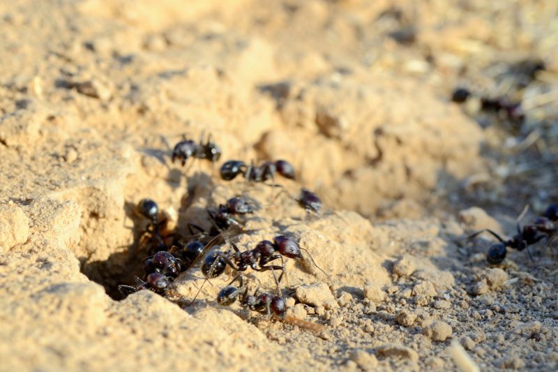 Black Ant Extermination