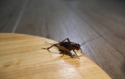 Cricket Control Strategies For Warehouses And Storage Facilities