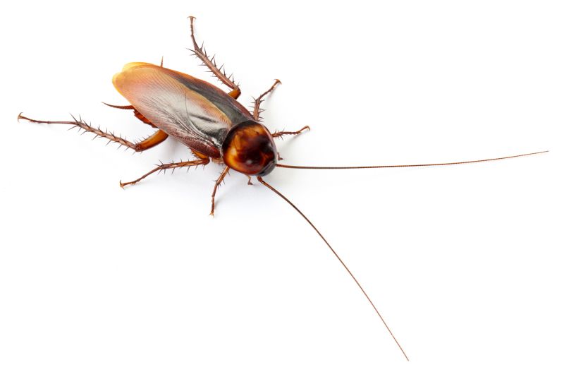 Health Risks Associated With Cockroaches Indoors