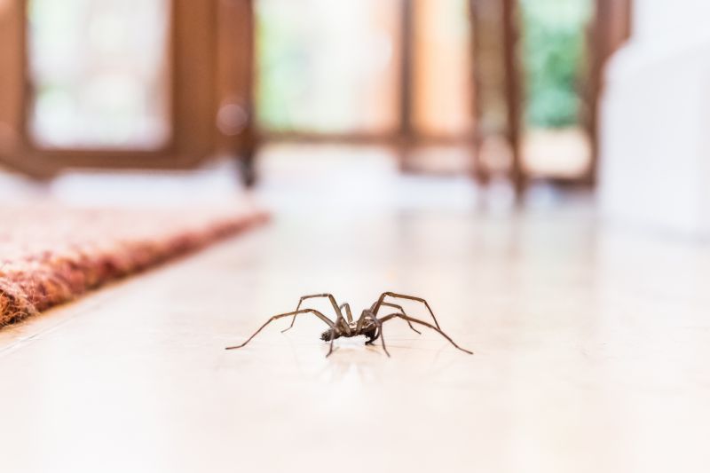 How Professional Spider Control Works