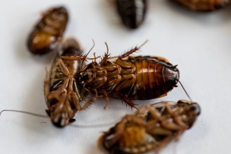 How Roaches Enter Buildings And Spread Quickly