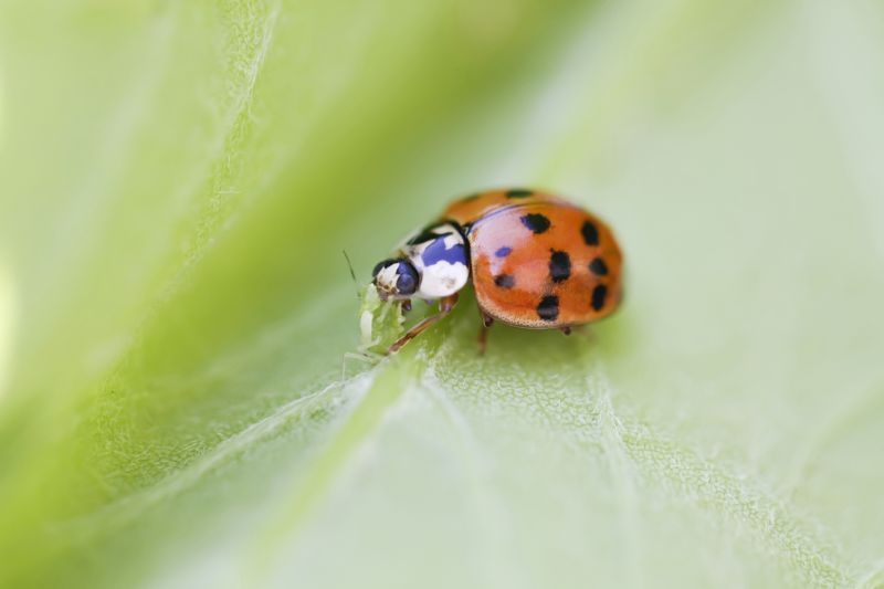 Ladybug Removal