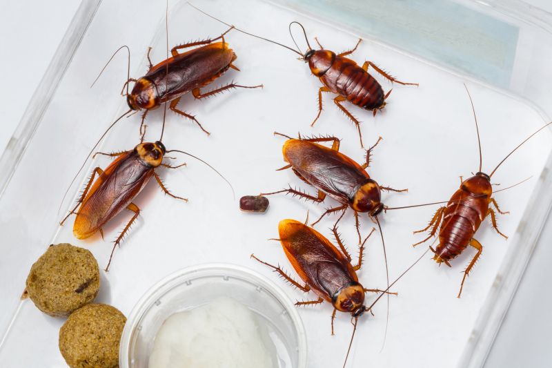 Cockroaches
