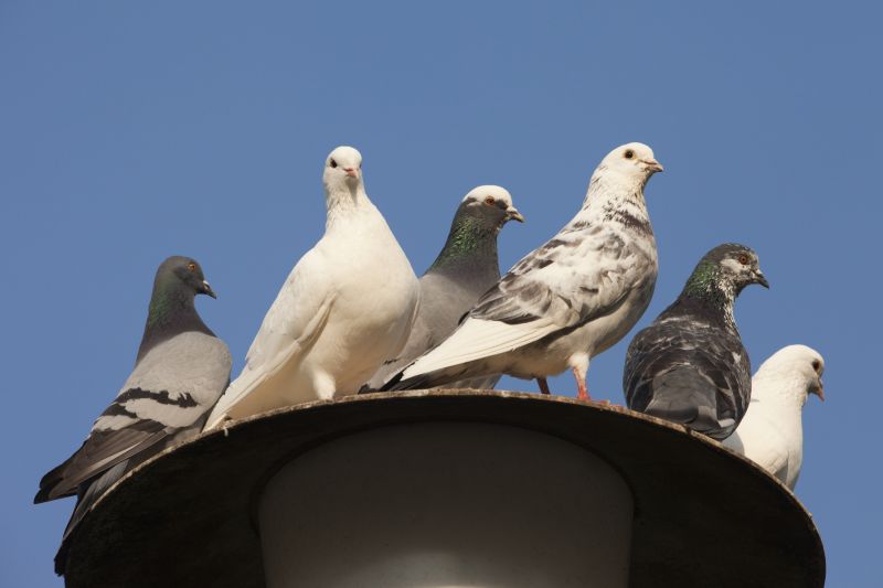 Roof Bird Proofing Service