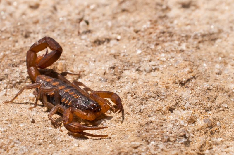 Scorpion Extermination