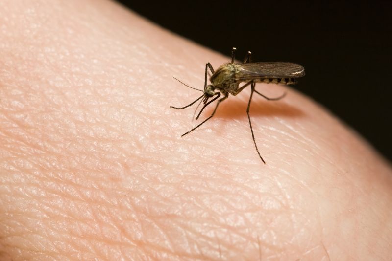 Seasonal Fly And Mosquito Activity And Prevention Strategies