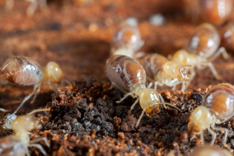 Termite Service
