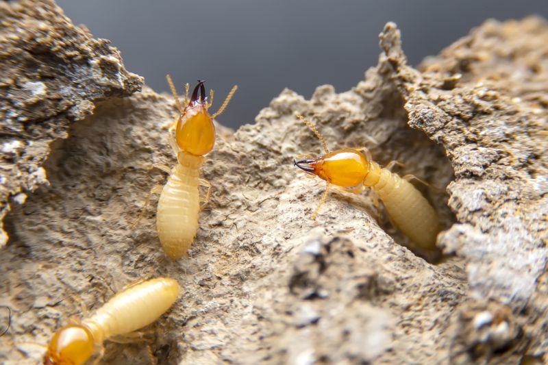 Termites Extermination