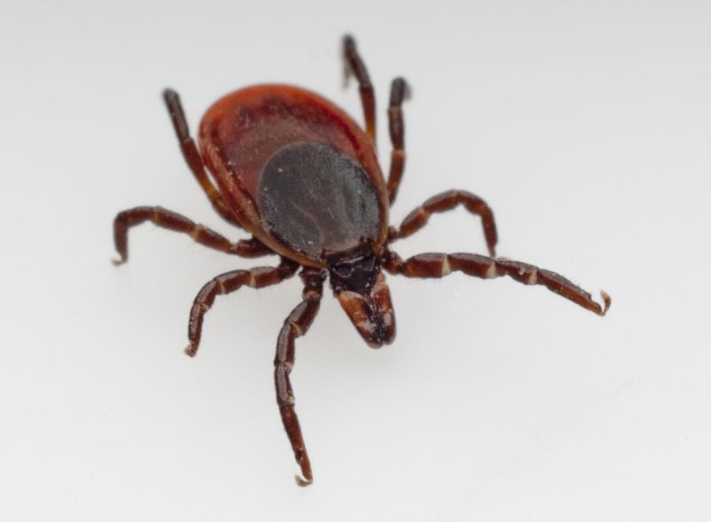 Tick Control Service